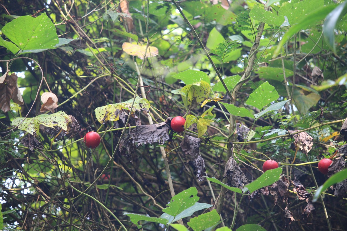 Trichosanthes bracteata (Lam.) Voigt